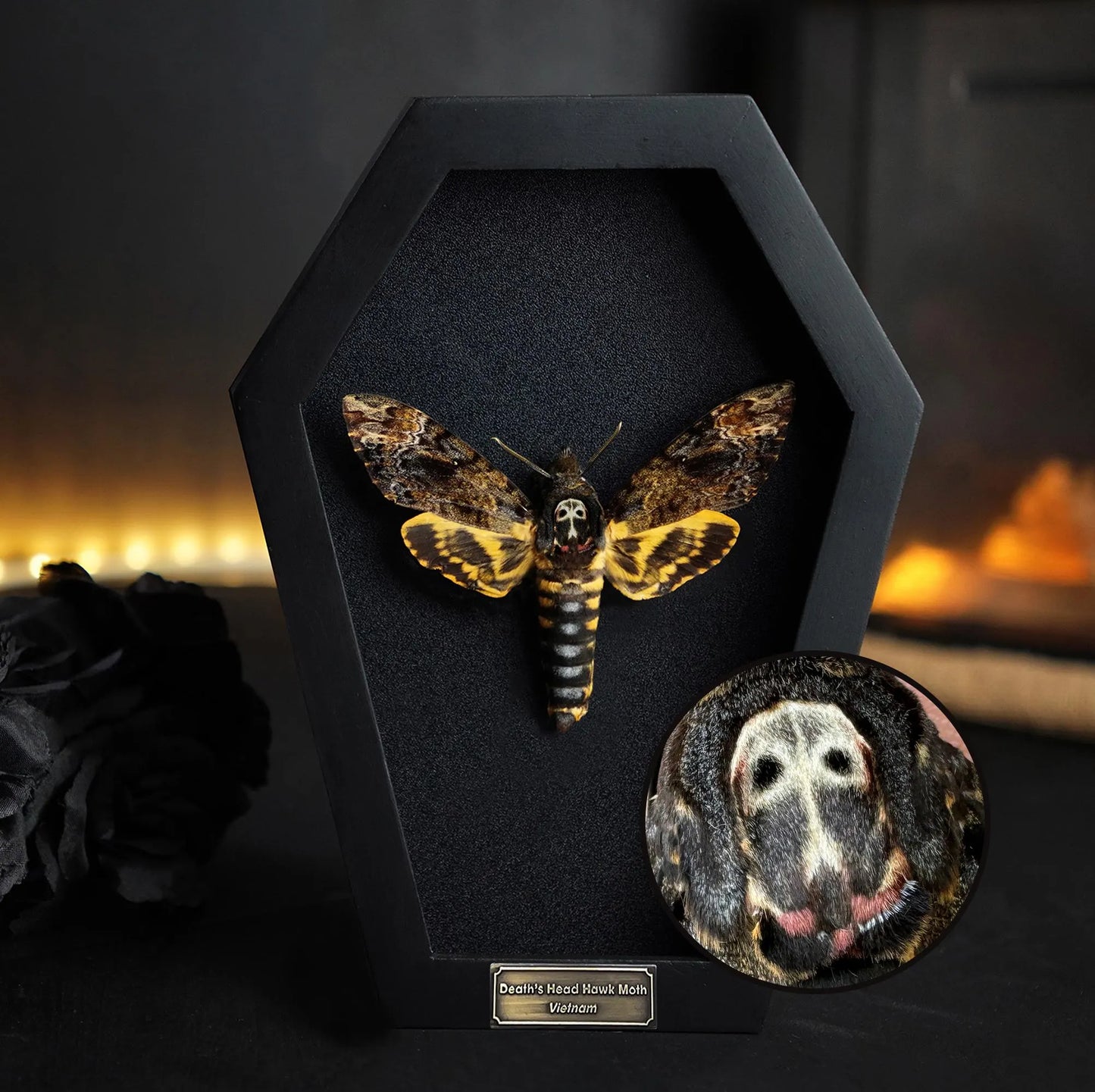 Creepy-Crawly Coffin Chronicles: The Moth That Refuses to Let You Live with Style!