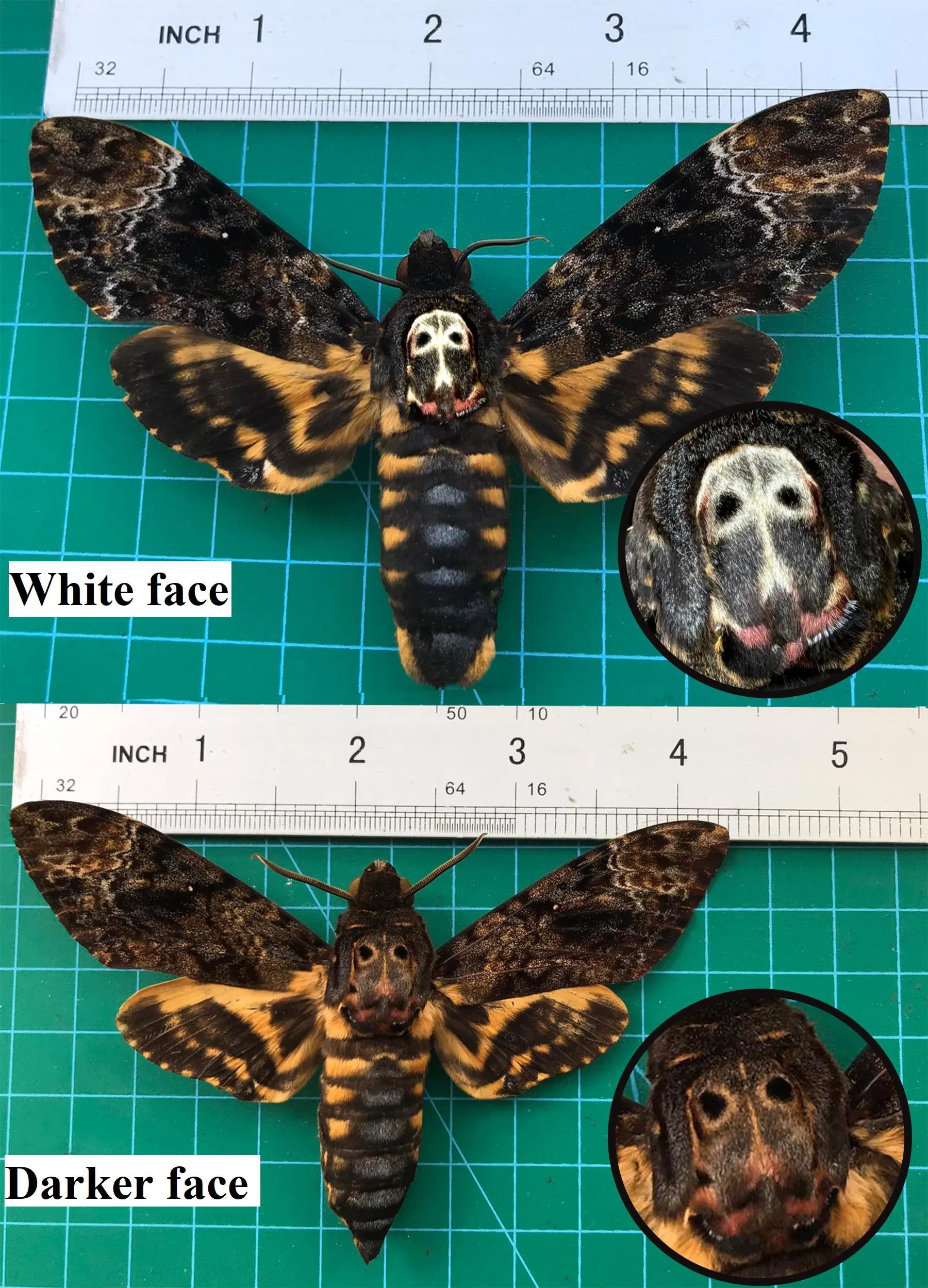 Creepy-Crawly Coffin Chronicles: The Moth That Refuses to Let You Live with Style!