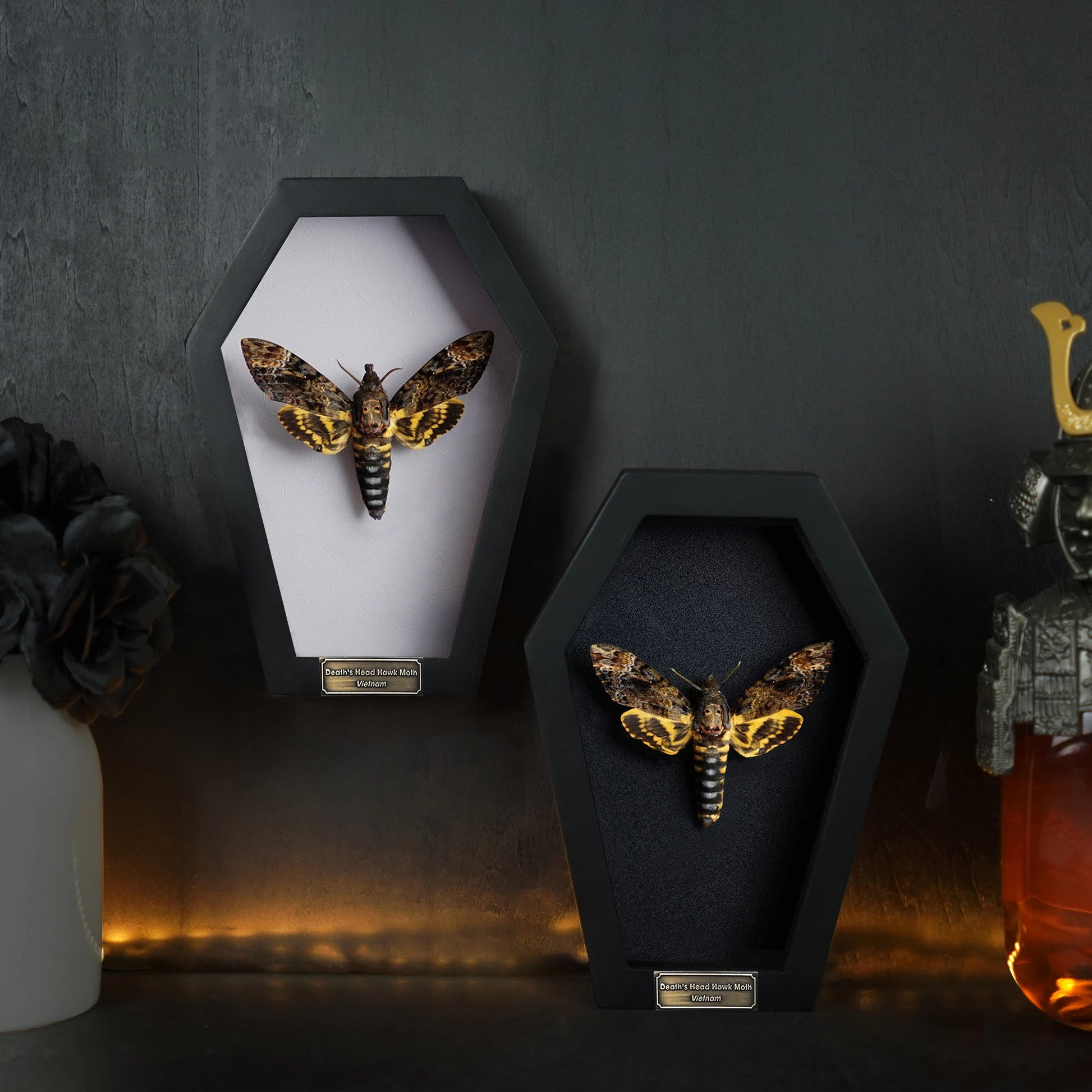 Creepy-Crawly Coffin Chronicles: The Moth That Refuses to Let You Live with Style!