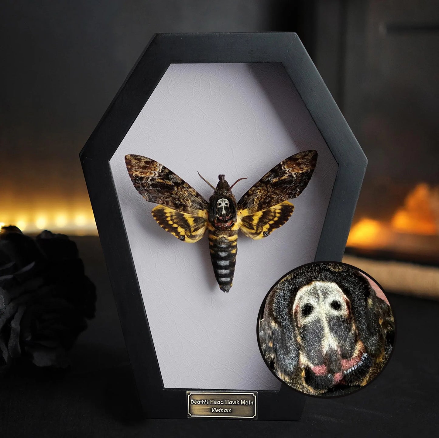 Creepy-Crawly Coffin Chronicles: The Moth That Refuses to Let You Live with Style!