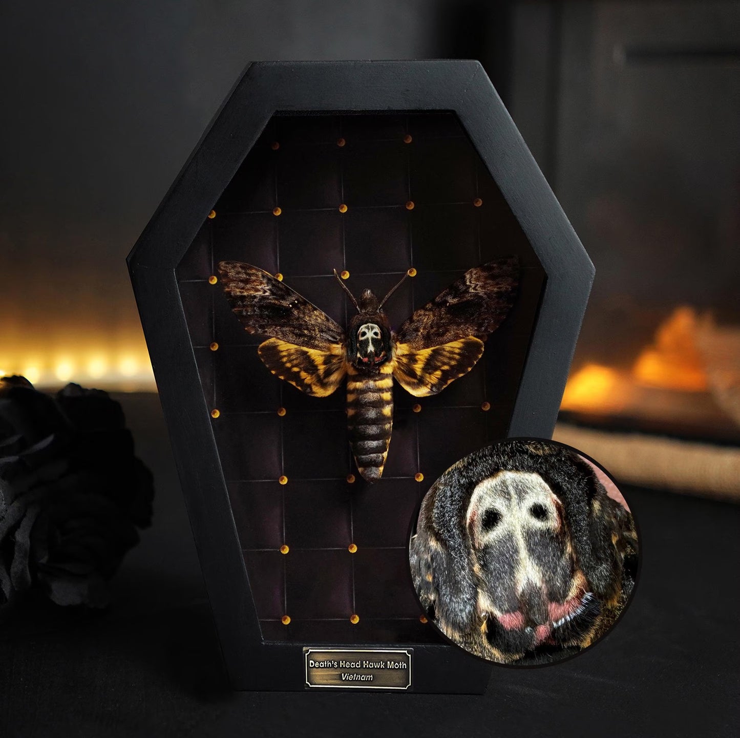 Creepy-Crawly Coffin Chronicles: The Moth That Refuses to Let You Live with Style!