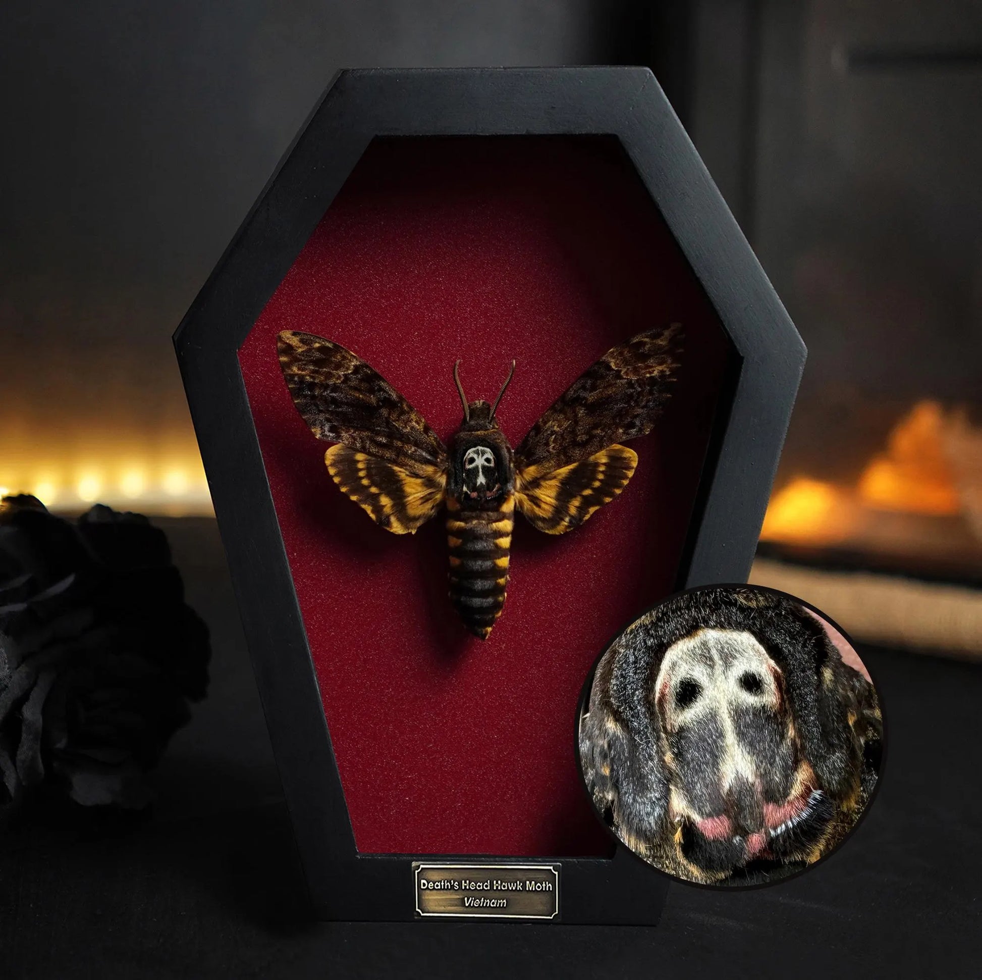 Creepy-Crawly Coffin Chronicles: The Moth That Refuses to Let You Live with Style!