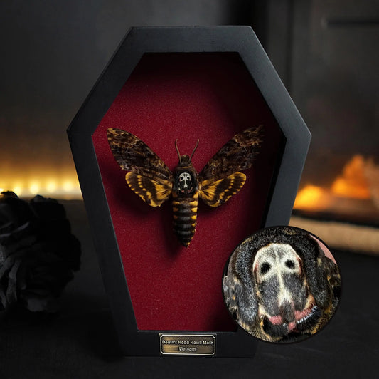 Creepy-Crawly Coffin Chronicles: The Moth That Refuses to Let You Live with Style!