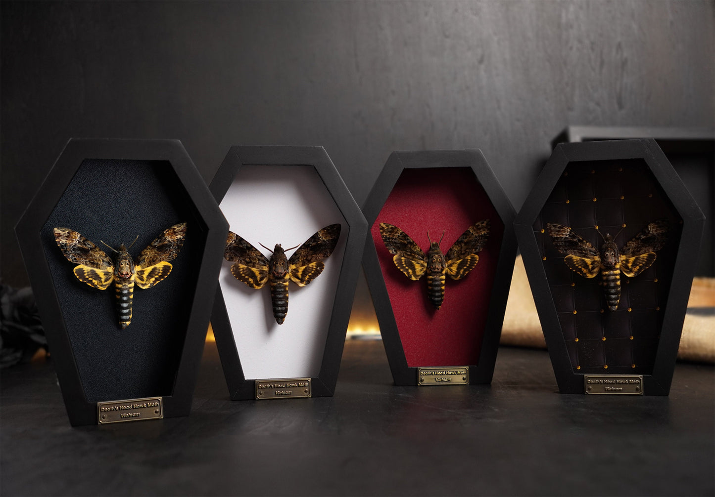 Creepy-Crawly Coffin Chronicles: The Moth That Refuses to Let You Live with Style!