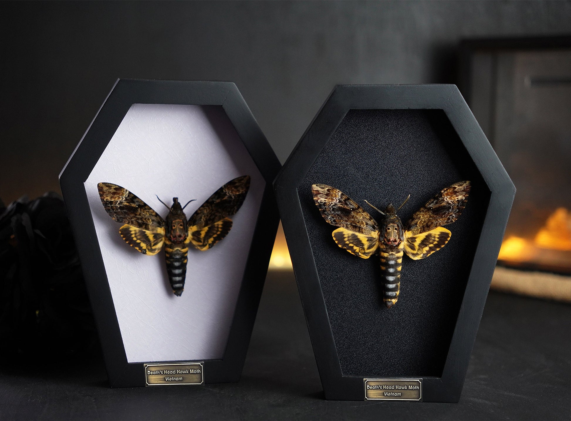 Creepy-Crawly Coffin Chronicles: The Moth That Refuses to Let You Live with Style!