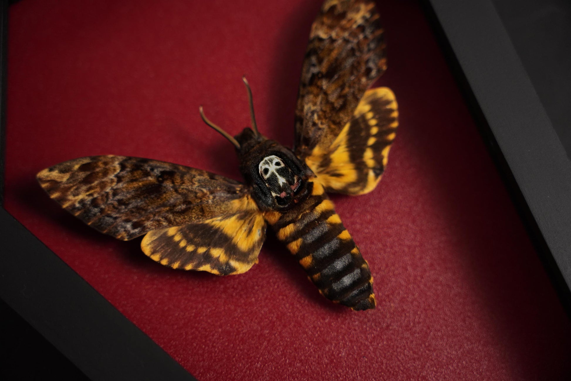 Creepy-Crawly Coffin Chronicles: The Moth That Refuses to Let You Live with Style!
